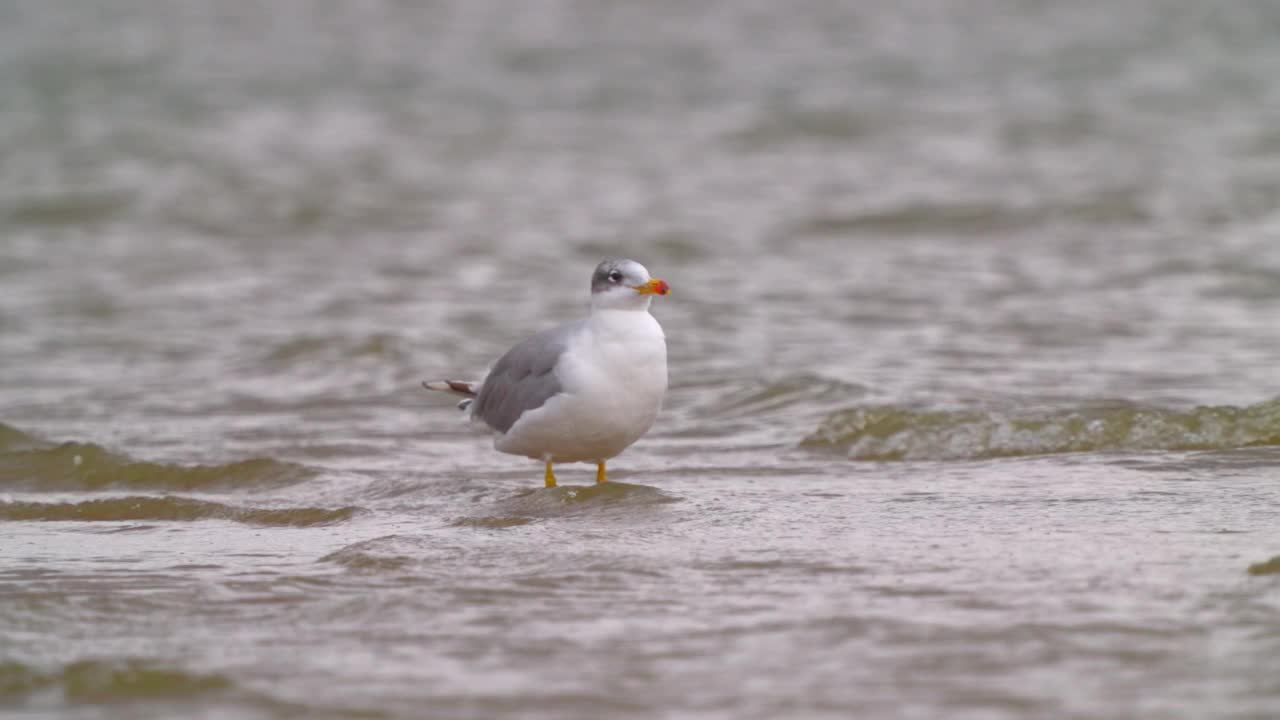 鸟类-帕拉斯海鸥(Larus ichthyaetus)站在浅水中。视频素材