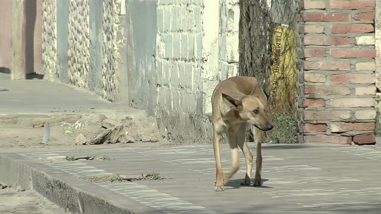 在阿根廷棚户区散步的流浪狗。视频素材