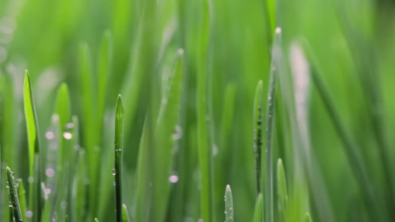 绿草特写超微距拍摄。视频素材