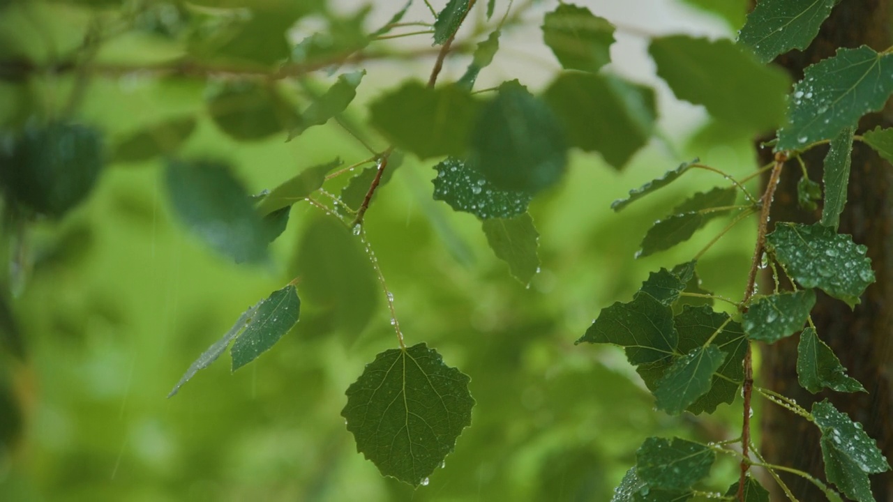 慢动作雨滴从绿叶桦树在雨中。选择性聚焦绿叶前景。雨落在绿色植物的叶子上。平静放松的冥想宁静的背景。视频素材
