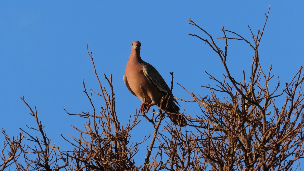 傍晚时分，一只鸽子在干燥的树枝上保持平衡，与蓝天形成鲜明对比。视频素材