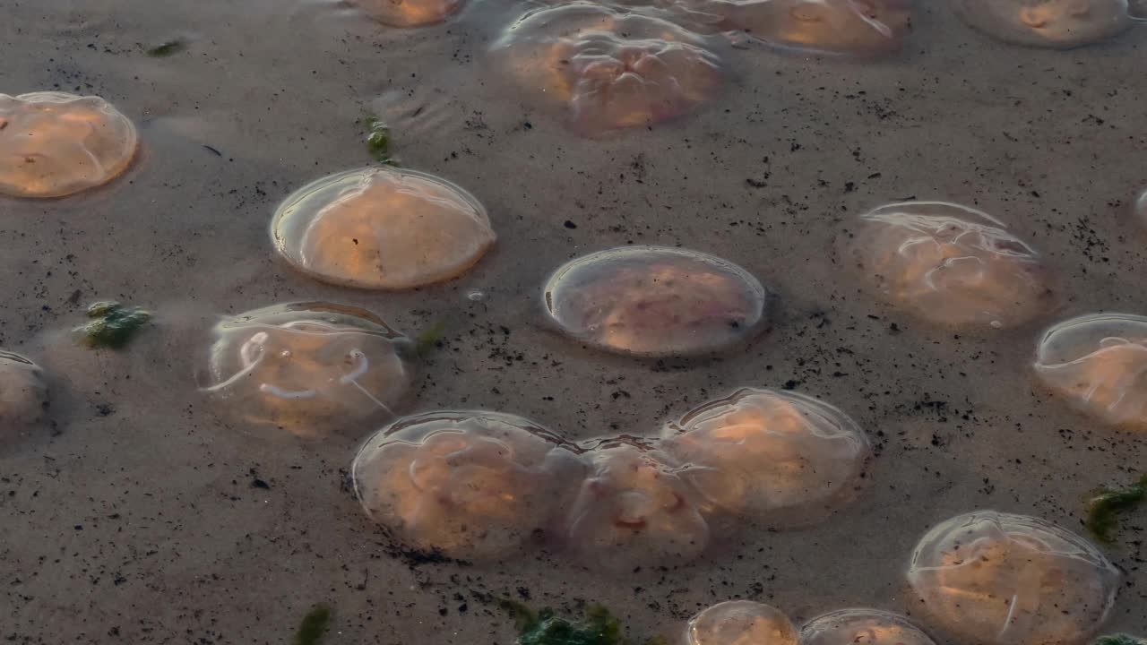 许多粉红色的水母或海水母漂浮在海岸线附近视频素材