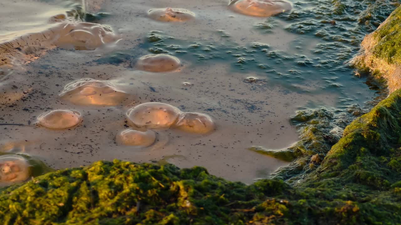 海浪接触死水母或覆盖着海草的海水母视频素材