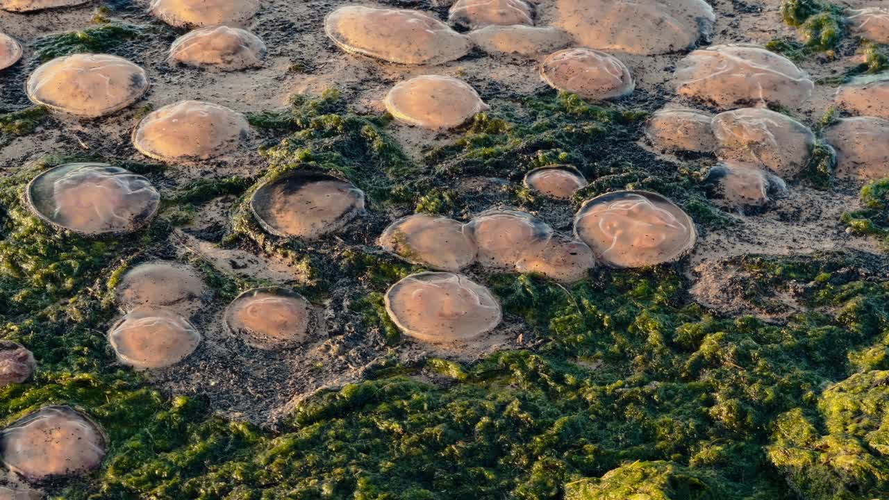 许多死水母或海水母在波罗的海的海滩或海岸覆盖着海草视频素材