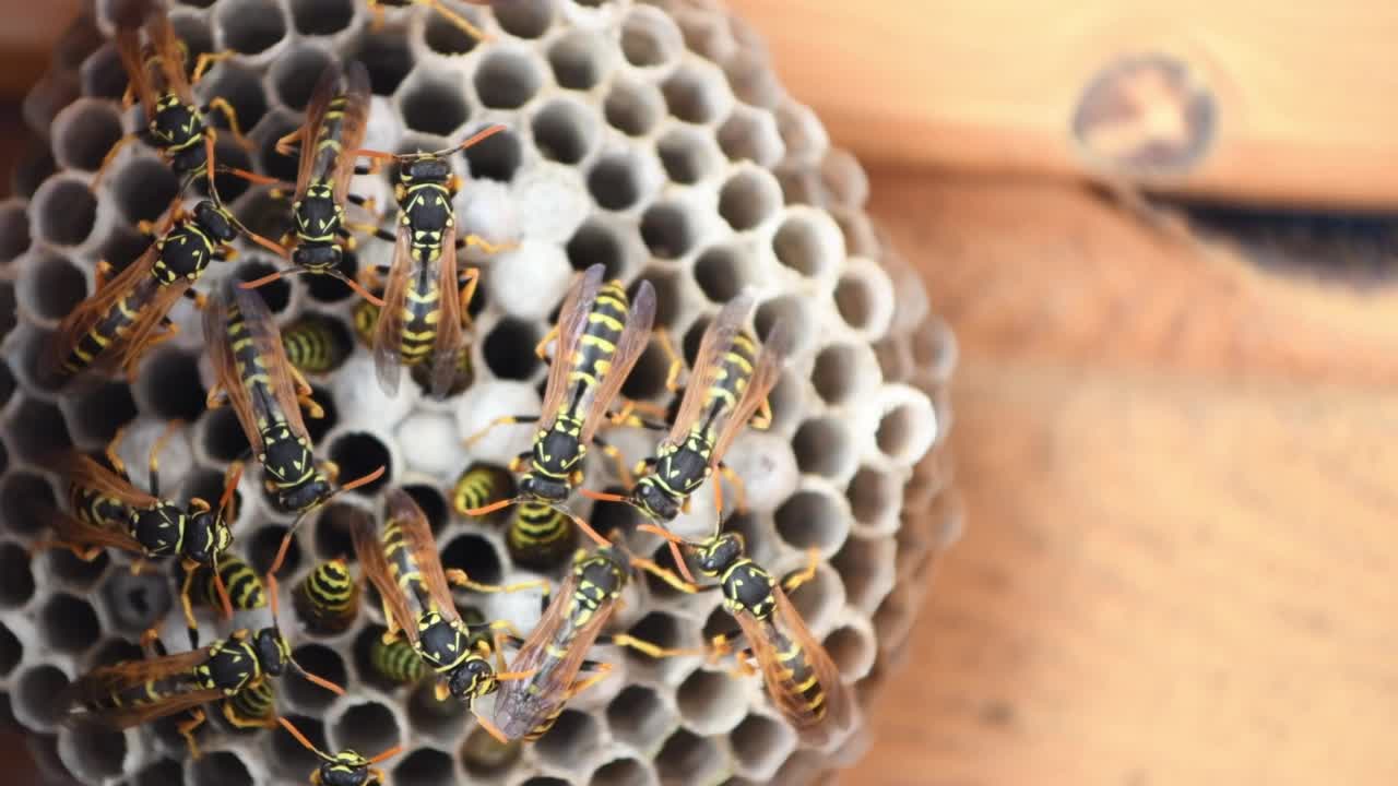 野生黄蜂的巢穴特写视频素材