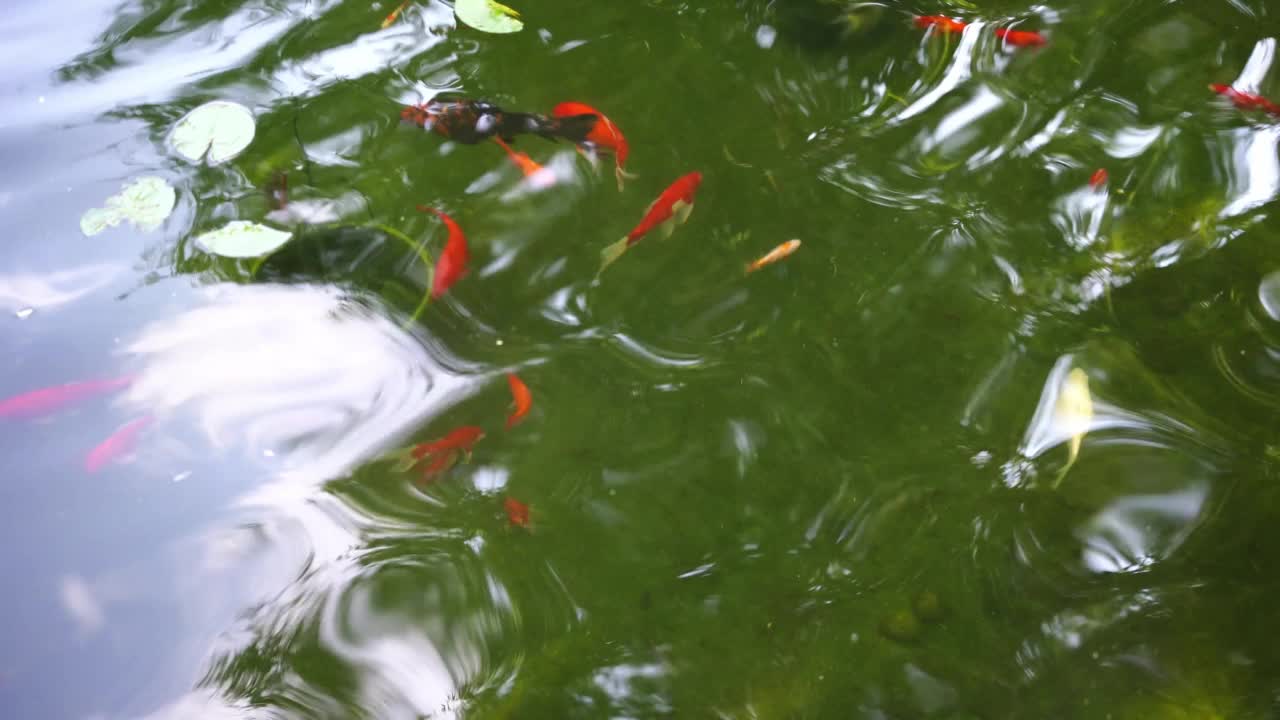 五颜六色的鱼在花园的池塘里游泳。视频素材