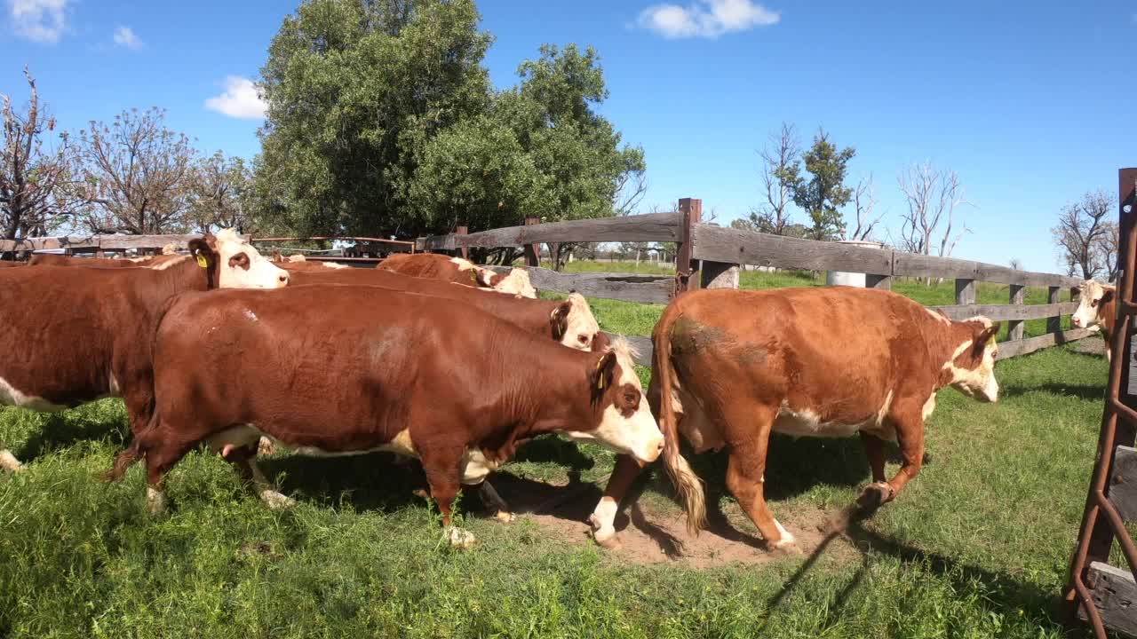 在牛场或畜栏中移动的带小牛的肉牛群视频素材