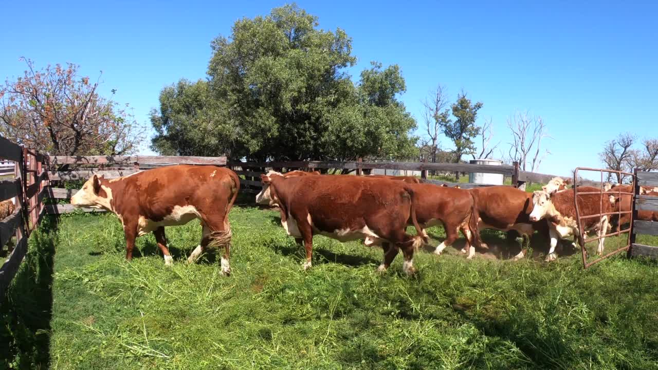 在牛场或畜栏中进行分类的肉牛群视频素材