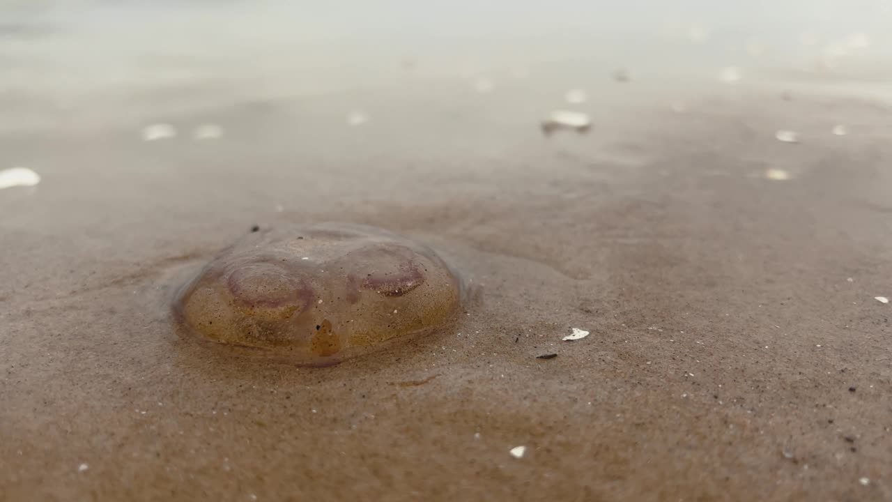 近景:巨大的脉动水母或水母躺在沙滩上，被海浪触摸视频素材