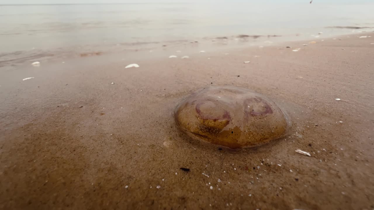 近景:大型水母或海蜇体躺在沙滩上，被海浪拍打视频素材