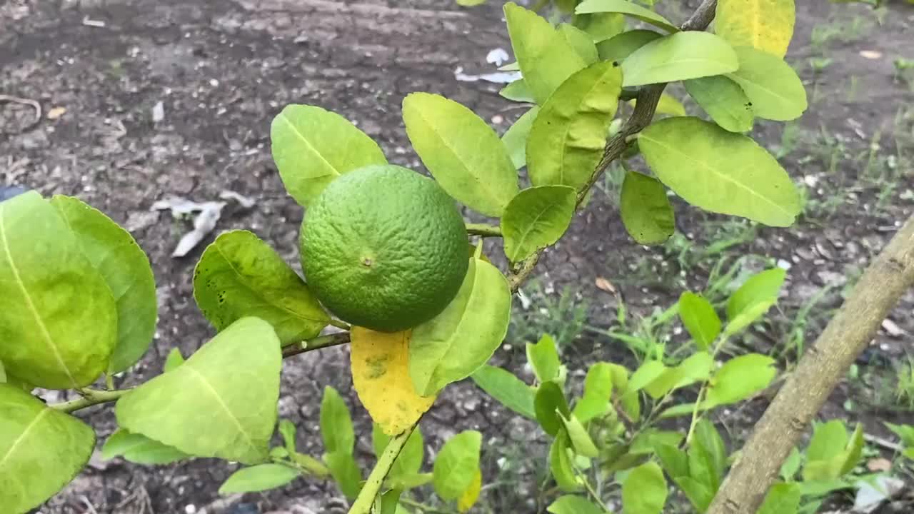 自然花园里的青柠果视频素材