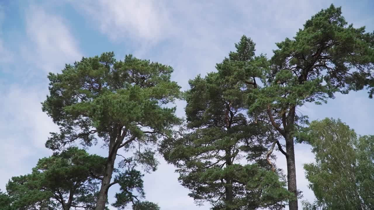 在天空的背景下，缓慢地移动着生长繁茂的树木视频素材