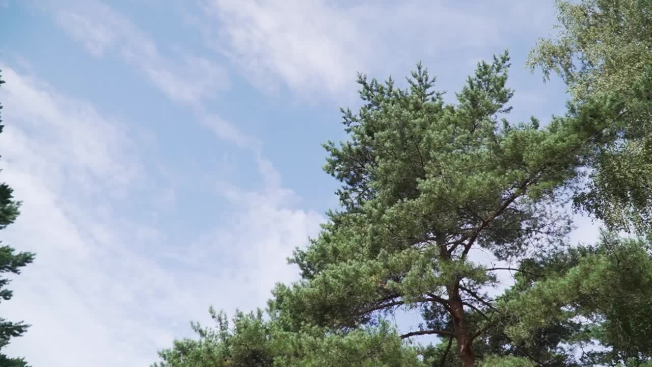 在天空的背景下，缓慢地移动着生长繁茂的树木视频素材