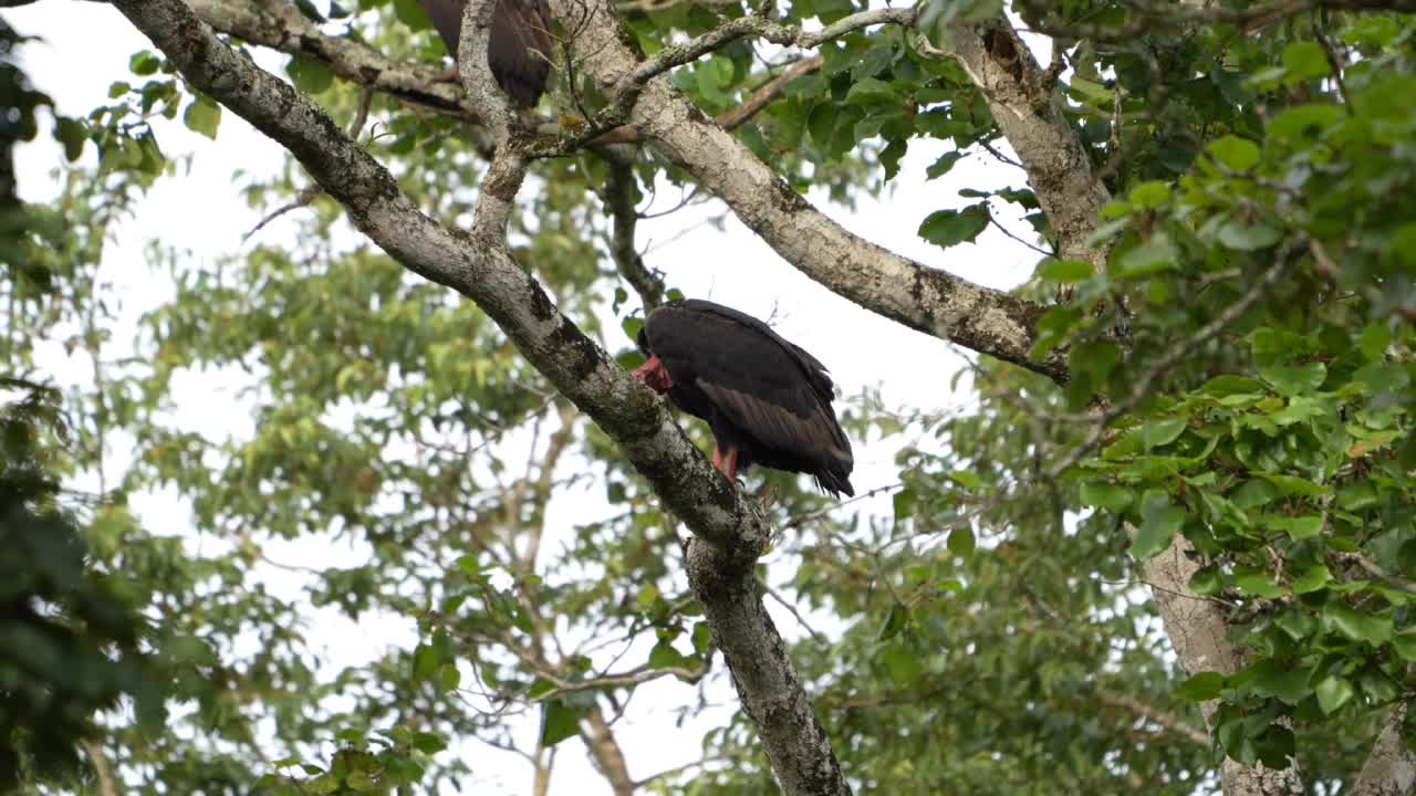 红头秃鹰(Sarcogyps calvus)视频素材