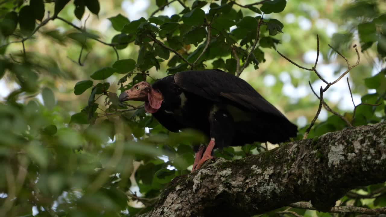 红头秃鹰(Sarcogyps calvus)视频素材