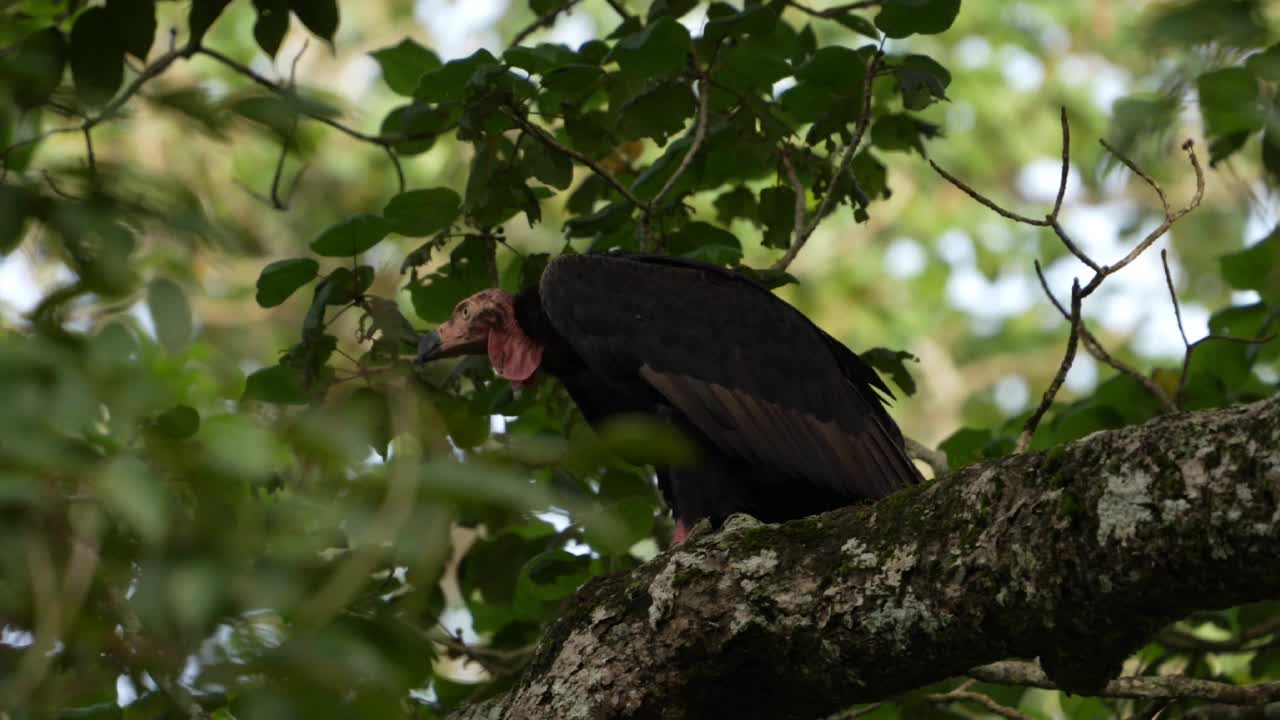 红头秃鹰(Sarcogyps calvus)视频素材