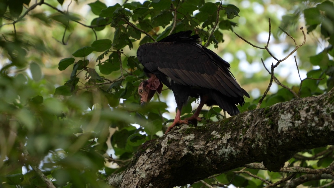 红头秃鹰(Sarcogyps calvus)视频素材