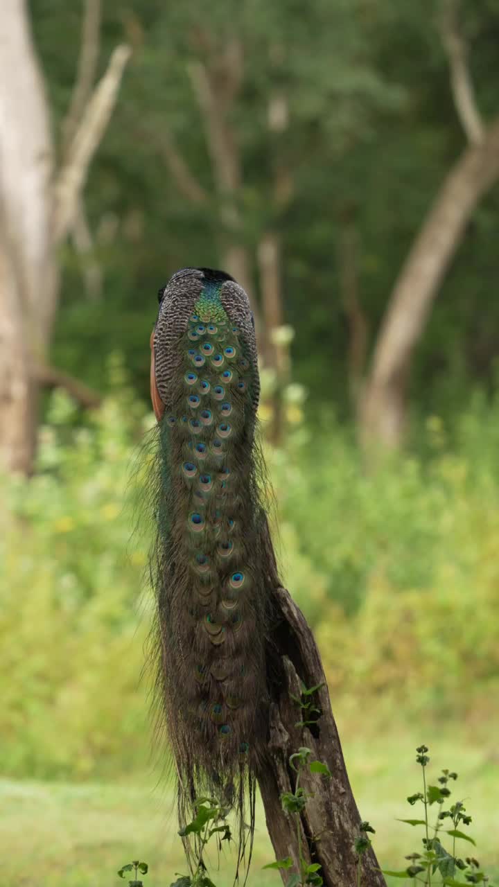 印度孔雀(Pavo cristatus)垂直视频视频素材