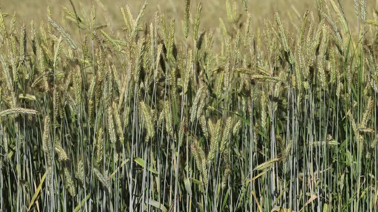 一片种着发黄的小麦的麦田视频素材