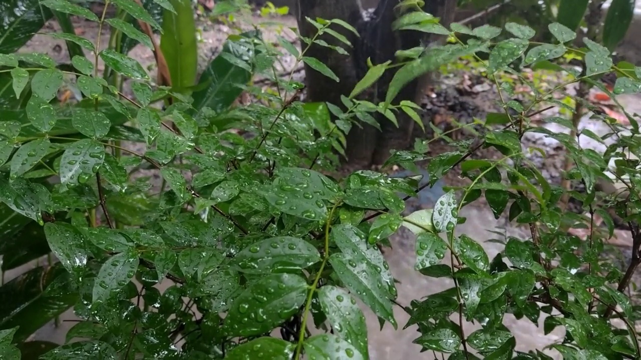 雨中从树叶上落下的水滴。视频素材