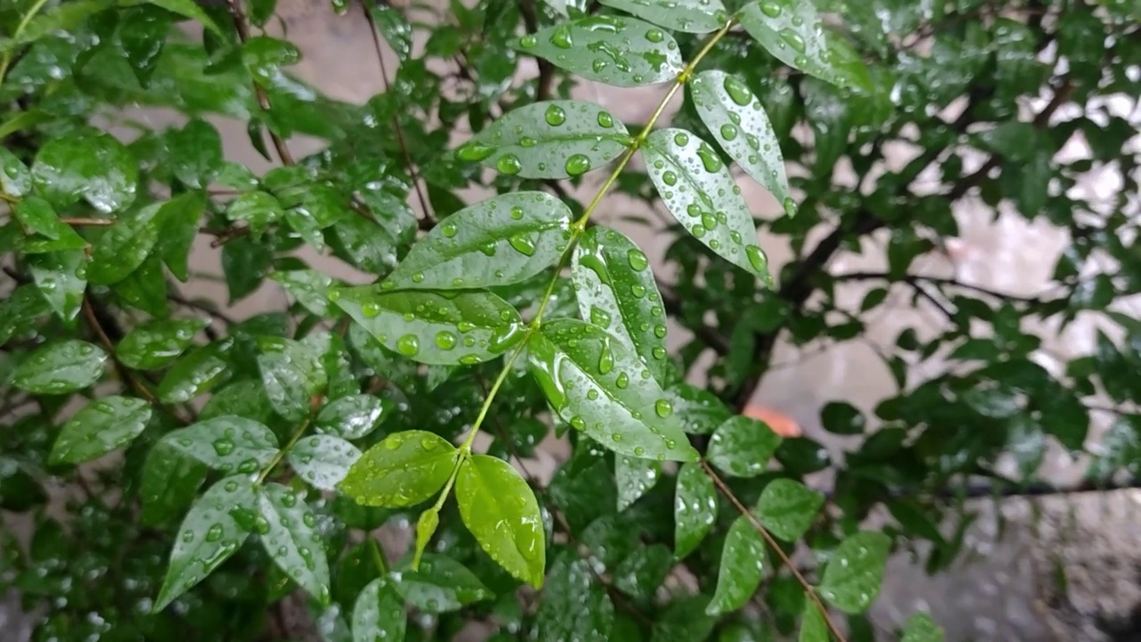 雨中从树叶上落下的水滴。视频素材