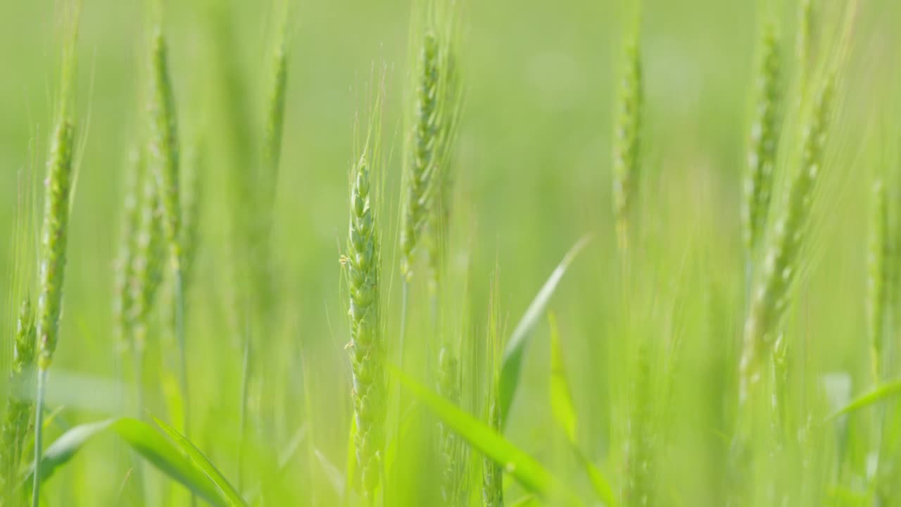 晴天轻风吹麦穗。麦田种植面包。农业产业。关闭了。视频素材