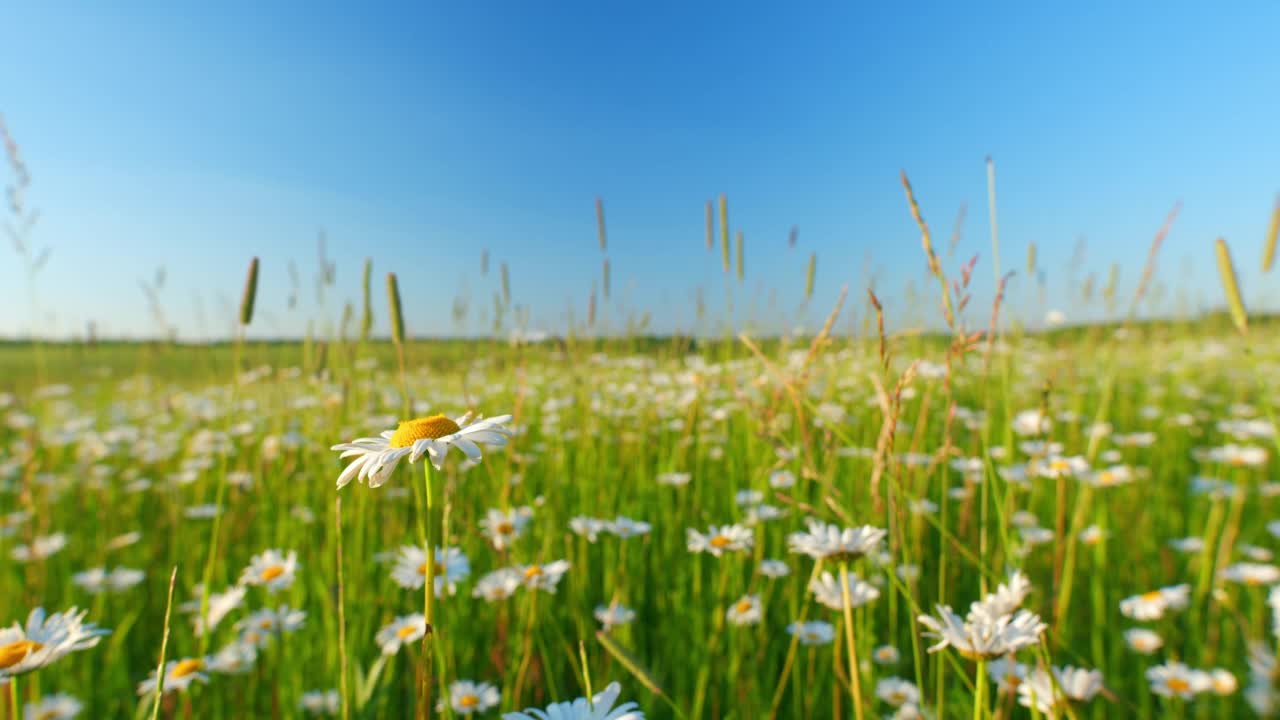 田里的花是甘菊。带有白色雏菊和其他草本植物的田园诗般的夏季景观。广角镜头。视频素材