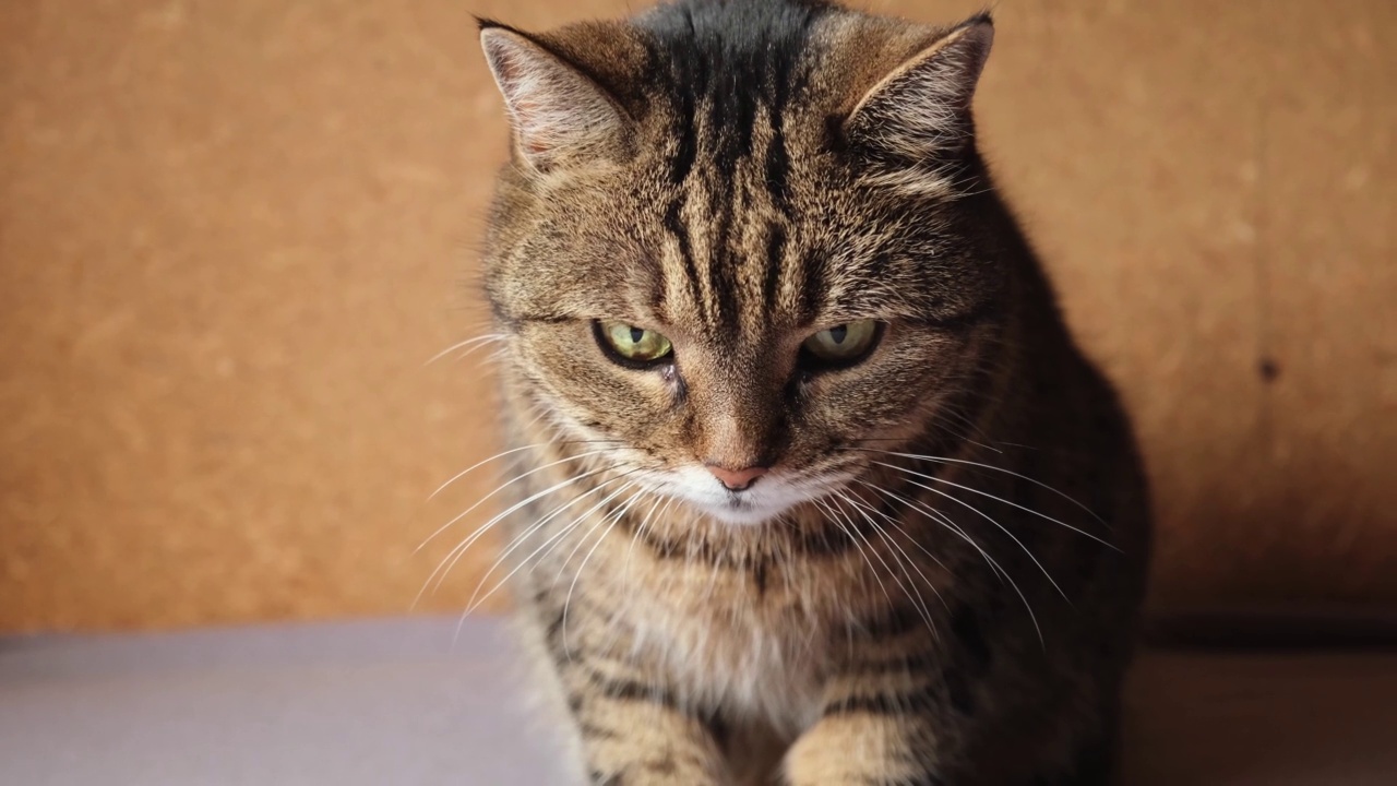 滑稽的肖像傲慢的短毛家养虎斑猫摆姿势在深棕色背景。小猫在室内玩耍休息。宠物护理和动物生活理念。视频素材