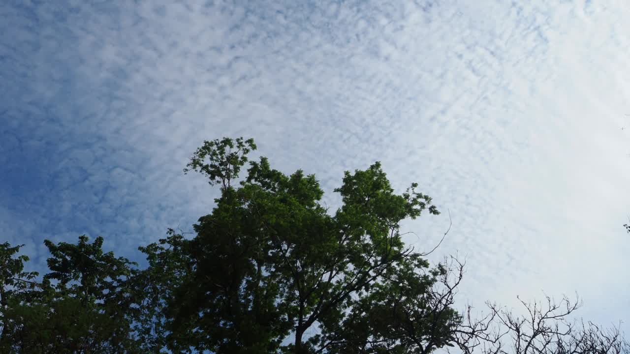 雨林上空的天空和云视频素材