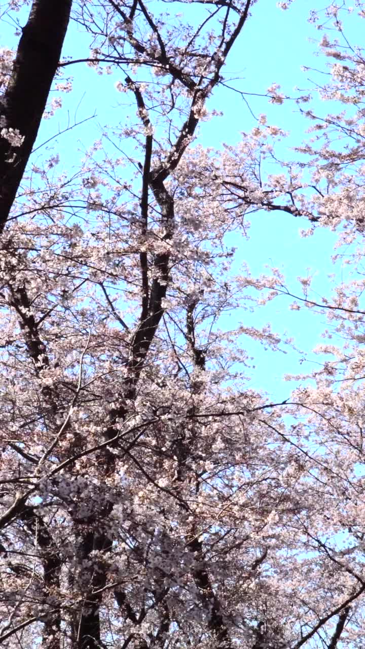 樱花在湛蓝的天空下绽放视频素材