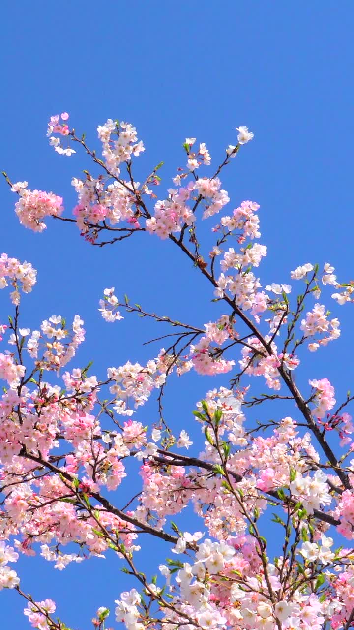 樱花在湛蓝的天空下绽放视频素材