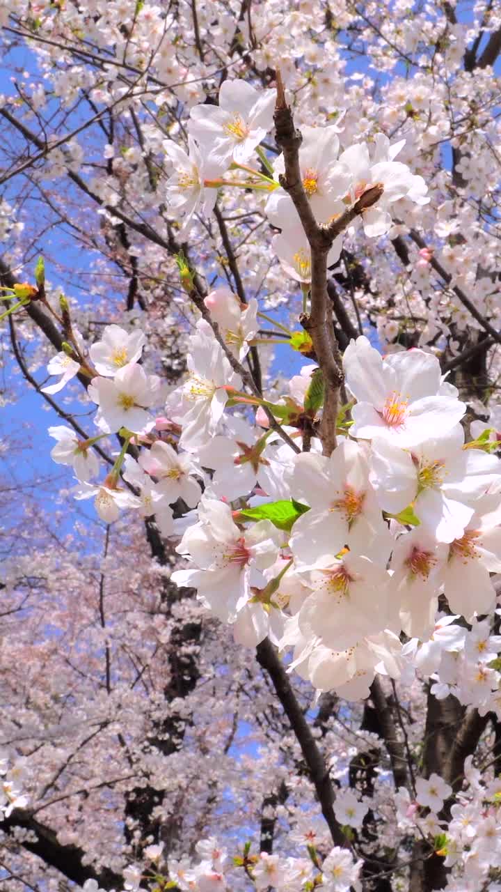 樱花盛开视频素材