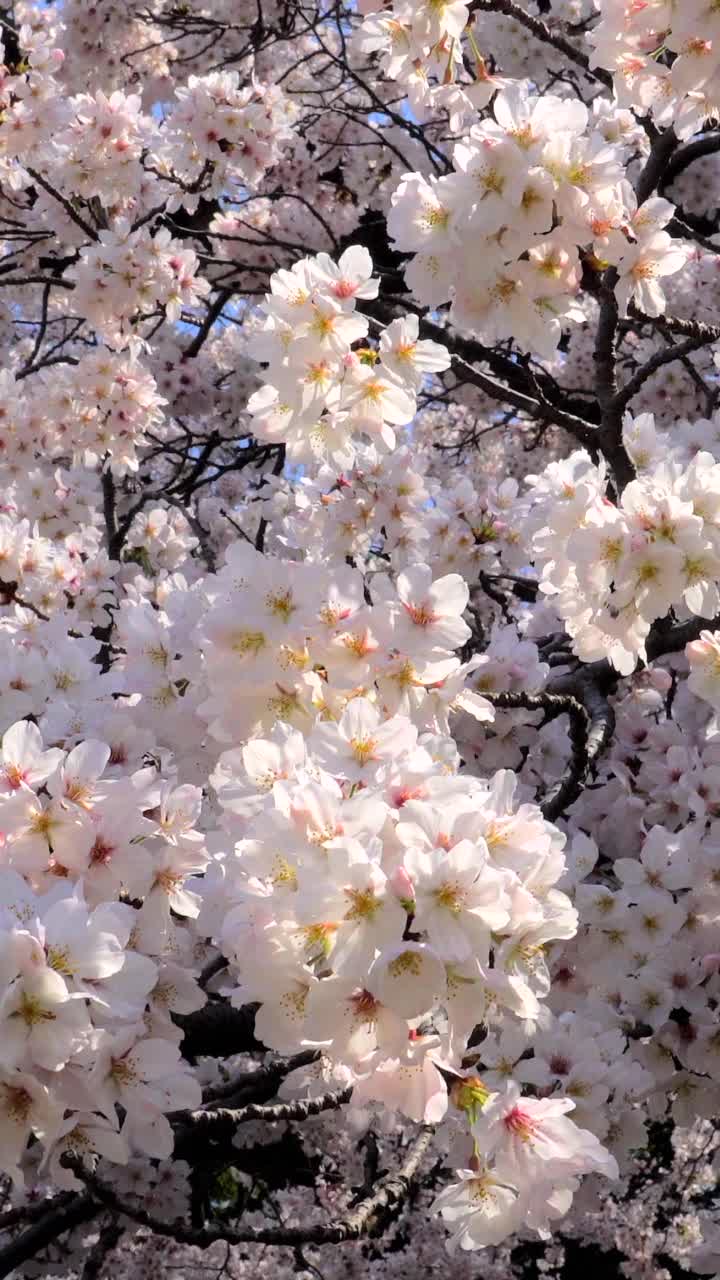 樱花盛开视频素材