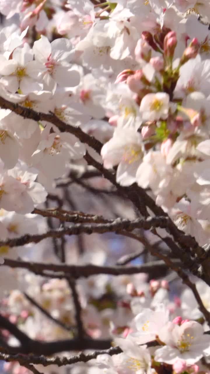 樱花盛开视频素材