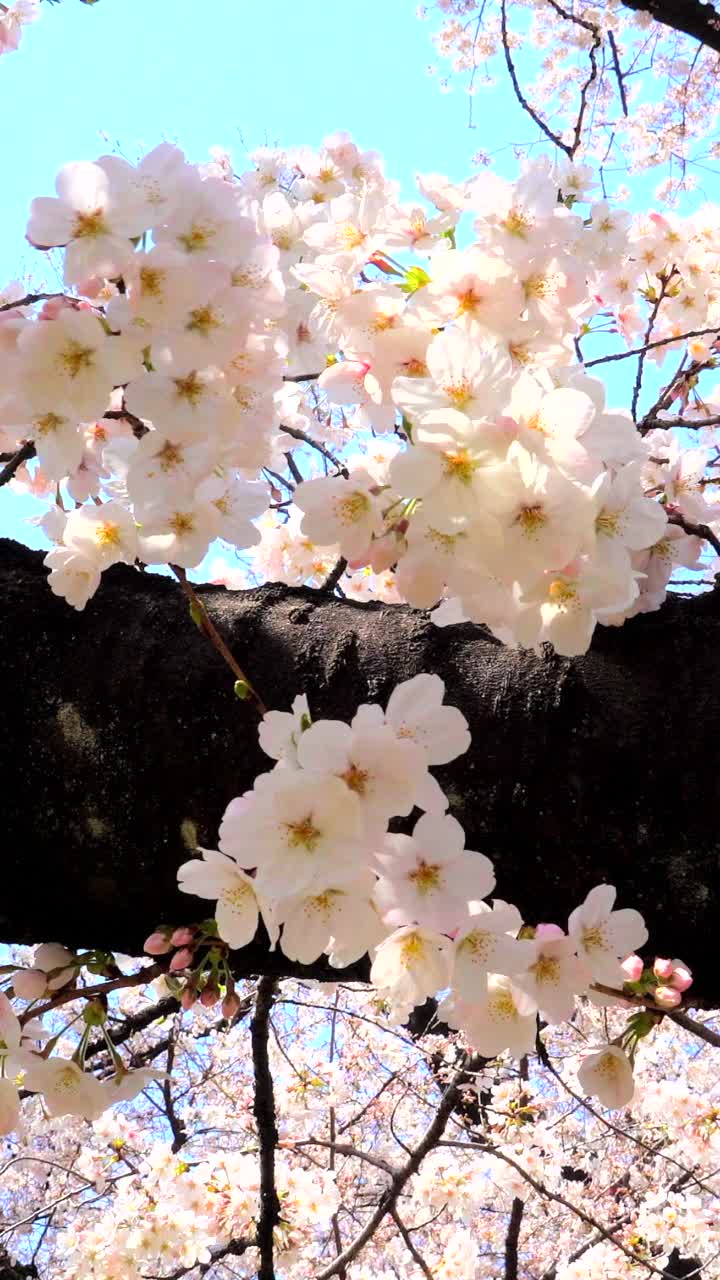 樱花盛开视频素材