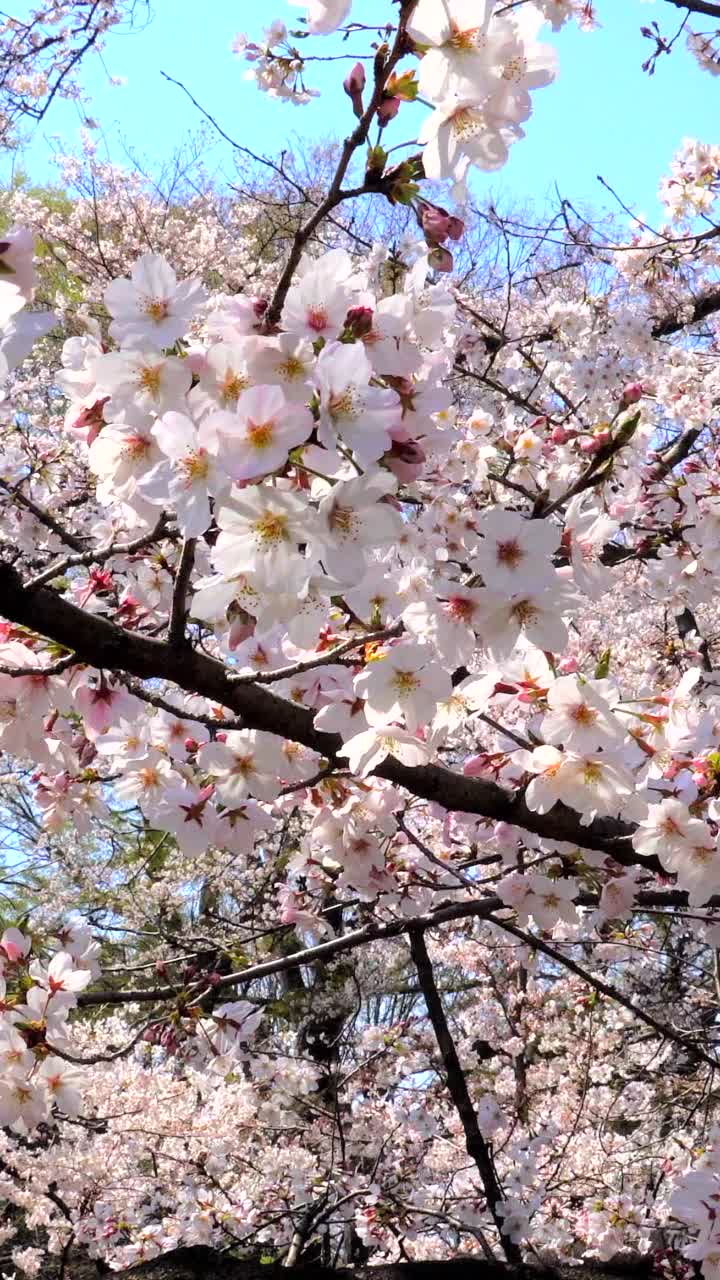 樱花盛开视频素材