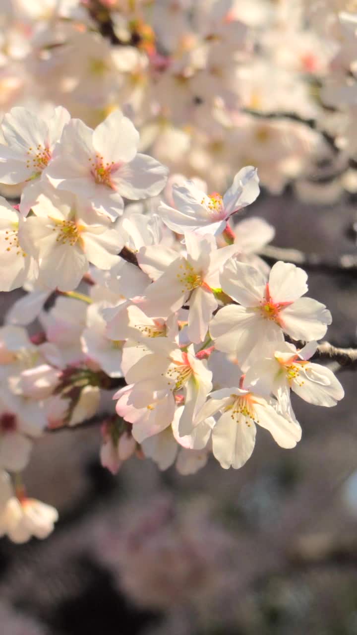 樱花盛开视频素材