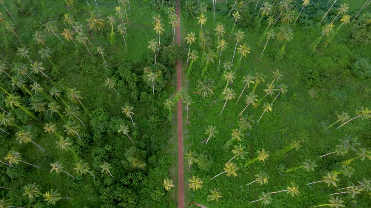 在泰国高麦岛的热带公路上，棕榈树孤立在天空中视频素材