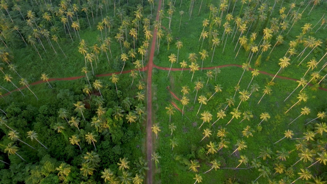 在泰国高麦岛的热带公路上，棕榈树孤立在天空中视频素材