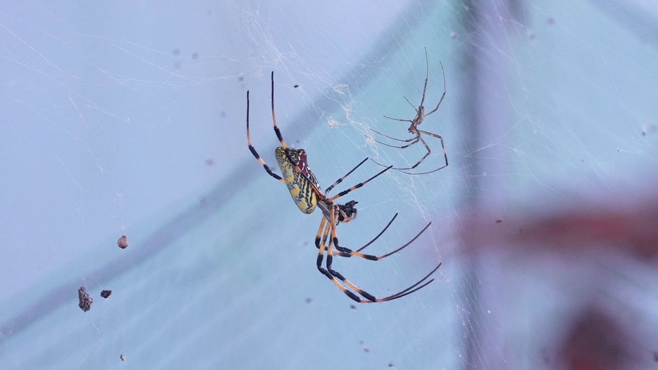 冠蛛(Nephila clavata) /韩国大田柳城区视频素材