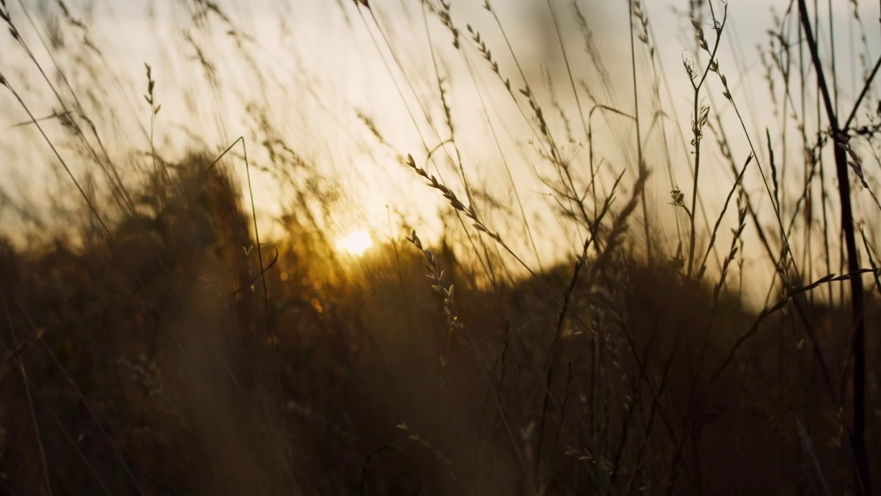 摄影机在夕阳下飞过长满青草的田野视频素材