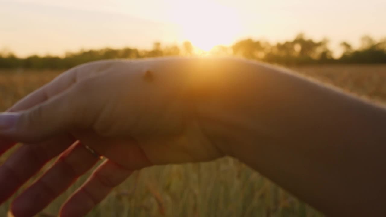 女人的手和瓢虫的特写，女人在夕阳下和瓢虫玩耍视频素材