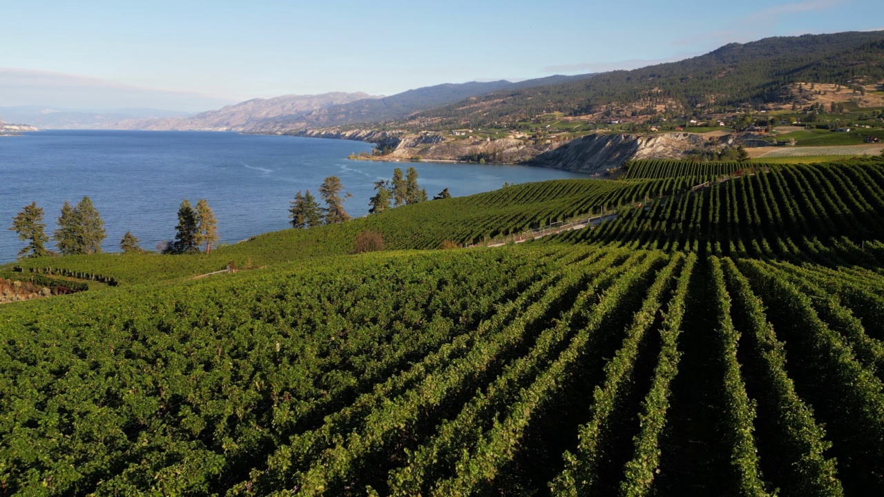 Naramata Bench Winery葡萄园Penticton Okanagan山谷视频素材