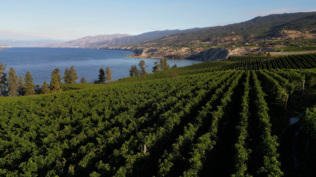 Naramata Bench Winery葡萄园Penticton Okanagan山谷视频素材