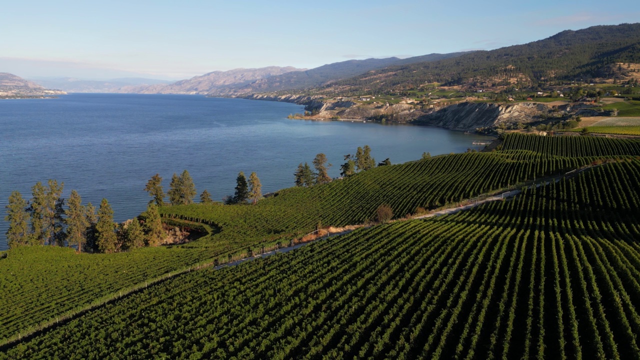 Naramata Bench Winery葡萄园Penticton Okanagan山谷视频素材