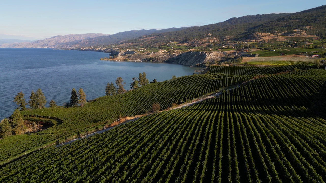 Naramata Bench Winery葡萄园Penticton Okanagan山谷视频素材