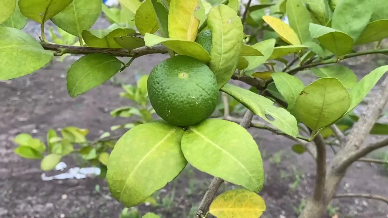 自然花园中的酸橙树视频素材