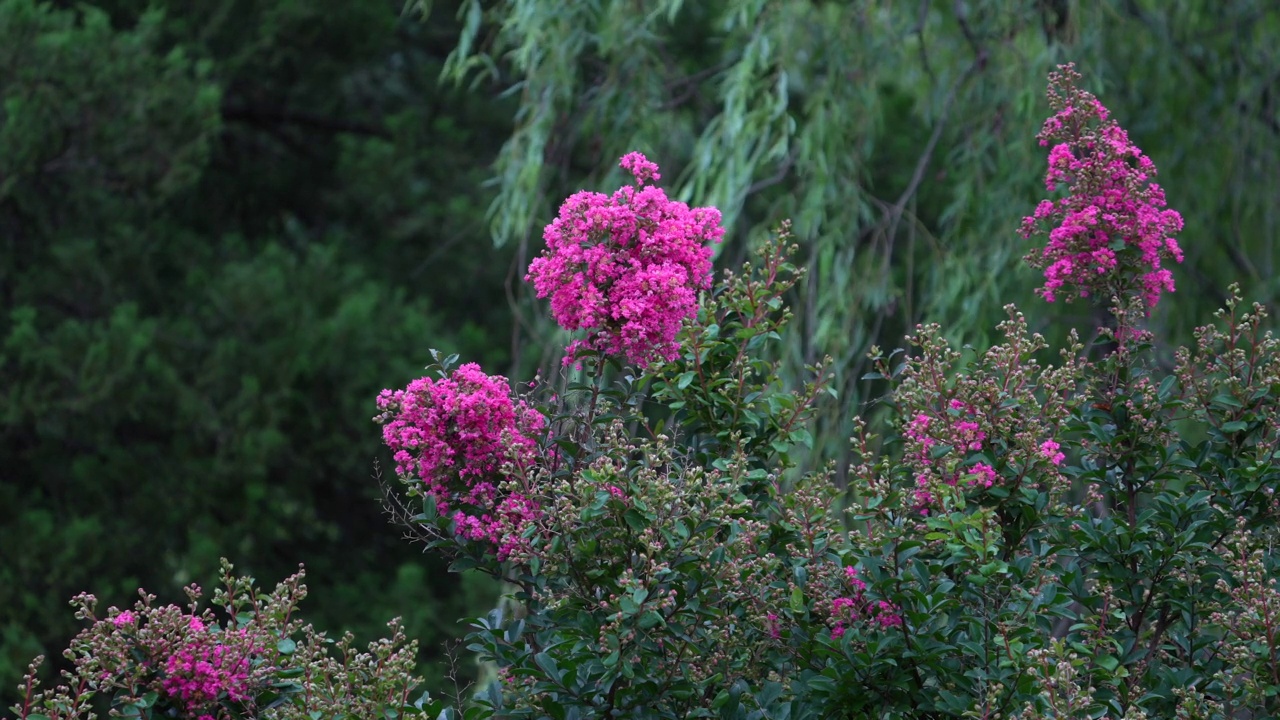 紫薇(Lagerstroemia indica)花/韩国大田裕城区视频素材