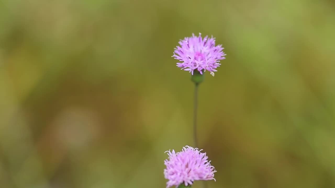 艾米利亚桑奇叶花视频素材