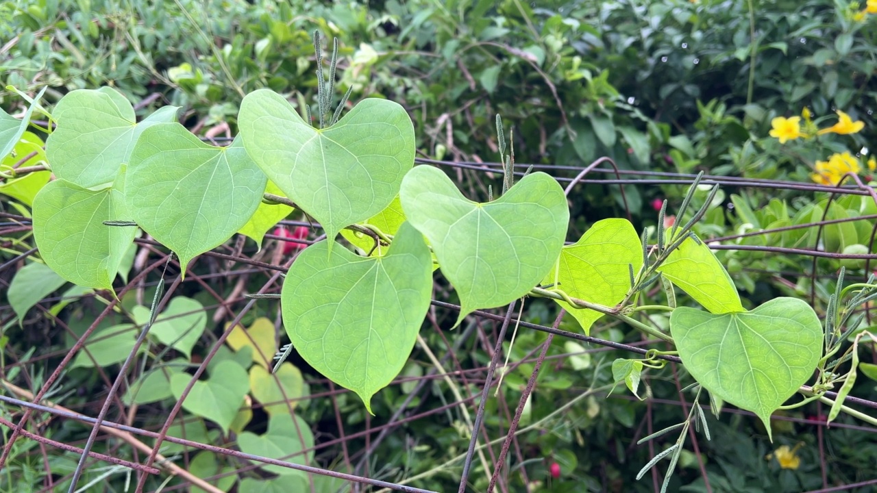 自然花园中的常青藤叶视频素材